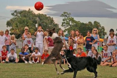 Dogs trained to be high-scoring soccer players
