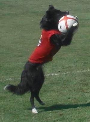 Soccer dog Ms. Z.